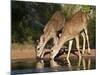 White-Tailed Deer, Texas, USA-Larry Ditto-Mounted Photographic Print