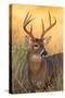 White-tailed Deer, Texas-Larry Ditto-Stretched Canvas