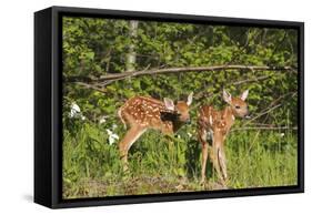 White-Tailed Deer Two Fawns-null-Framed Stretched Canvas