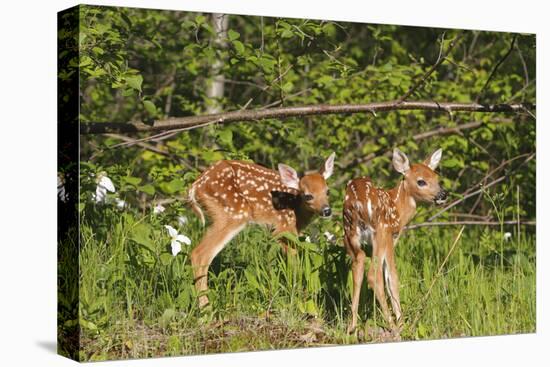 White-Tailed Deer Two Fawns-null-Stretched Canvas