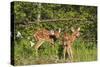 White-Tailed Deer Two Fawns-null-Stretched Canvas