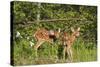 White-Tailed Deer Two Fawns-null-Stretched Canvas