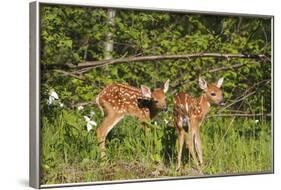 White-Tailed Deer Two Fawns-null-Framed Photographic Print