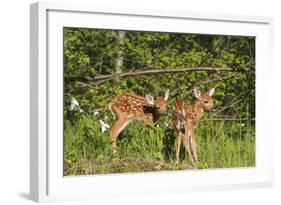 White-Tailed Deer Two Fawns-null-Framed Photographic Print