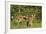 White-Tailed Deer Two Fawns-null-Framed Photographic Print