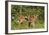 White-Tailed Deer Two Fawns-null-Framed Photographic Print