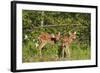 White-Tailed Deer Two Fawns-null-Framed Photographic Print