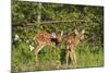 White-Tailed Deer Two Fawns-null-Mounted Photographic Print