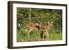 White-Tailed Deer Two Fawns-null-Framed Photographic Print