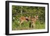 White-Tailed Deer Two Fawns-null-Framed Photographic Print