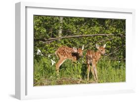 White-Tailed Deer Two Fawns-null-Framed Photographic Print