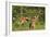 White-Tailed Deer Two Fawns-null-Framed Photographic Print