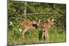 White-Tailed Deer Two Fawns-null-Mounted Photographic Print