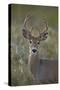 White-Tailed Deer (Whitetail Deer) (Virginia Deer) (Odocoileus Virginianus) Buck-James Hager-Stretched Canvas