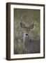 White-Tailed Deer (Whitetail Deer) (Virginia Deer) (Odocoileus Virginianus) Buck-James Hager-Framed Photographic Print