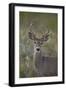 White-Tailed Deer (Whitetail Deer) (Virginia Deer) (Odocoileus Virginianus) Buck-James Hager-Framed Photographic Print