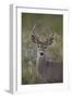 White-Tailed Deer (Whitetail Deer) (Virginia Deer) (Odocoileus Virginianus) Buck-James Hager-Framed Photographic Print