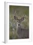 White-Tailed Deer (Whitetail Deer) (Virginia Deer) (Odocoileus Virginianus) Buck-James Hager-Framed Photographic Print