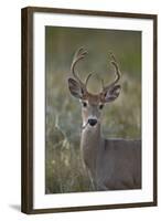 White-Tailed Deer (Whitetail Deer) (Virginia Deer) (Odocoileus Virginianus) Buck-James Hager-Framed Photographic Print