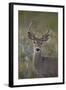 White-Tailed Deer (Whitetail Deer) (Virginia Deer) (Odocoileus Virginianus) Buck-James Hager-Framed Photographic Print