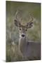 White-Tailed Deer (Whitetail Deer) (Virginia Deer) (Odocoileus Virginianus) Buck-James Hager-Mounted Photographic Print