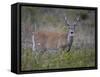 White-Tailed Deer (Whitetail Deer) (Virginia Deer) (Odocoileus Virginianus) Buck-James Hager-Framed Stretched Canvas