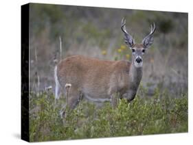 White-Tailed Deer (Whitetail Deer) (Virginia Deer) (Odocoileus Virginianus) Buck-James Hager-Stretched Canvas