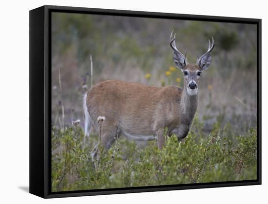 White-Tailed Deer (Whitetail Deer) (Virginia Deer) (Odocoileus Virginianus) Buck-James Hager-Framed Stretched Canvas