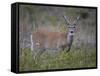 White-Tailed Deer (Whitetail Deer) (Virginia Deer) (Odocoileus Virginianus) Buck-James Hager-Framed Stretched Canvas