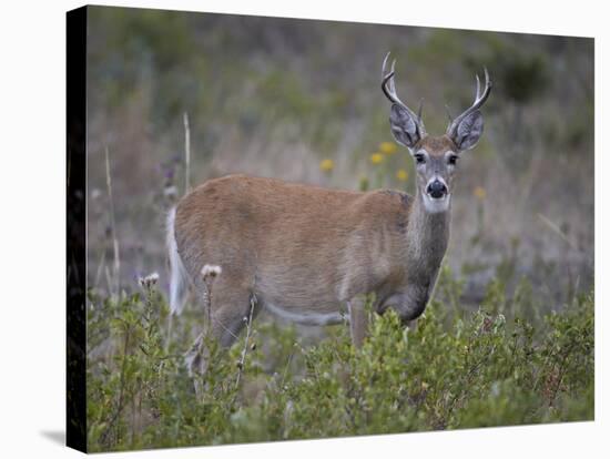 White-Tailed Deer (Whitetail Deer) (Virginia Deer) (Odocoileus Virginianus) Buck-James Hager-Stretched Canvas