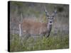 White-Tailed Deer (Whitetail Deer) (Virginia Deer) (Odocoileus Virginianus) Buck-James Hager-Stretched Canvas