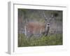 White-Tailed Deer (Whitetail Deer) (Virginia Deer) (Odocoileus Virginianus) Buck-James Hager-Framed Photographic Print