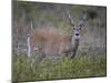 White-Tailed Deer (Whitetail Deer) (Virginia Deer) (Odocoileus Virginianus) Buck-James Hager-Mounted Photographic Print