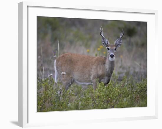 White-Tailed Deer (Whitetail Deer) (Virginia Deer) (Odocoileus Virginianus) Buck-James Hager-Framed Photographic Print