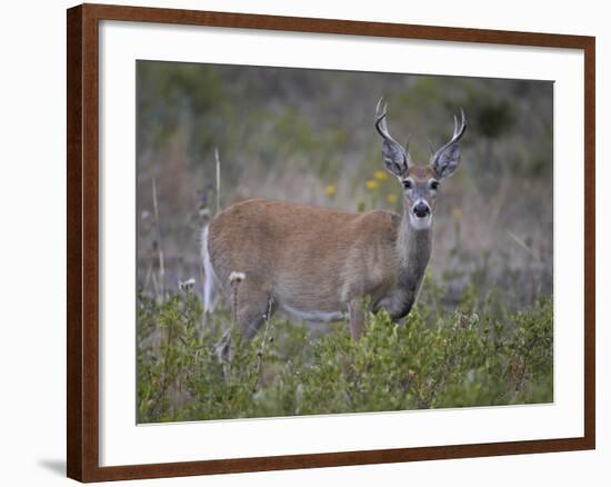 White-Tailed Deer (Whitetail Deer) (Virginia Deer) (Odocoileus Virginianus) Buck-James Hager-Framed Photographic Print