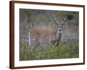 White-Tailed Deer (Whitetail Deer) (Virginia Deer) (Odocoileus Virginianus) Buck-James Hager-Framed Photographic Print