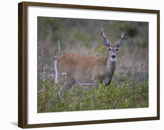 White-Tailed Deer (Whitetail Deer) (Virginia Deer) (Odocoileus Virginianus) Buck-James Hager-Framed Photographic Print