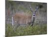 White-Tailed Deer (Whitetail Deer) (Virginia Deer) (Odocoileus Virginianus) Buck-James Hager-Mounted Photographic Print