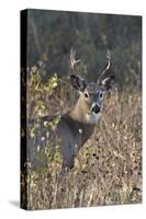 White-Tailed Deer (Whitetail Deer) (Virginia Deer) (Odocoileus Virginianus) Buck-James Hager-Stretched Canvas