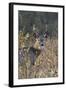 White-Tailed Deer (Whitetail Deer) (Virginia Deer) (Odocoileus Virginianus) Buck-James Hager-Framed Photographic Print