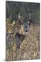 White-Tailed Deer (Whitetail Deer) (Virginia Deer) (Odocoileus Virginianus) Buck-James Hager-Mounted Photographic Print