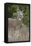 White-Tailed Deer (Whitetail Deer) (Virginia Deer) (Odocoileus Virginianus) Buck-James Hager-Framed Stretched Canvas