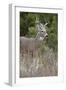 White-Tailed Deer (Whitetail Deer) (Virginia Deer) (Odocoileus Virginianus) Buck-James Hager-Framed Photographic Print