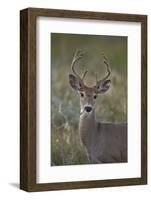 White-Tailed Deer (Whitetail Deer) (Virginia Deer) (Odocoileus Virginianus) Buck-James Hager-Framed Photographic Print