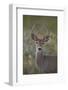 White-Tailed Deer (Whitetail Deer) (Virginia Deer) (Odocoileus Virginianus) Buck-James Hager-Framed Photographic Print