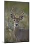 White-Tailed Deer (Whitetail Deer) (Virginia Deer) (Odocoileus Virginianus) Buck-James Hager-Mounted Photographic Print