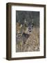 White-Tailed Deer (Whitetail Deer) (Virginia Deer) (Odocoileus Virginianus) Buck-James Hager-Framed Photographic Print