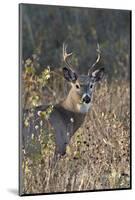 White-Tailed Deer (Whitetail Deer) (Virginia Deer) (Odocoileus Virginianus) Buck-James Hager-Mounted Photographic Print