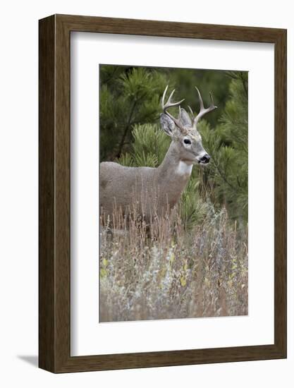 White-Tailed Deer (Whitetail Deer) (Virginia Deer) (Odocoileus Virginianus) Buck-James Hager-Framed Photographic Print