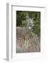 White-Tailed Deer (Whitetail Deer) (Virginia Deer) (Odocoileus Virginianus) Buck-James Hager-Framed Photographic Print